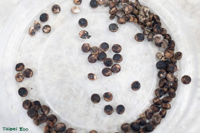 冬日來襲！昆蟲們的溫馨生存智慧：用小小觸角感受世界的冬季生存術